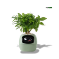 Ivy® - Jouw Slimme Plantenbak